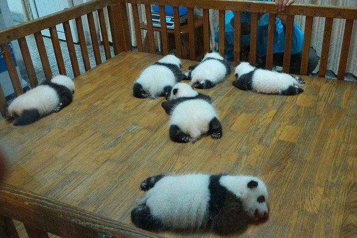 私有成都体験：ジャイアントパンダと三星洞博物館