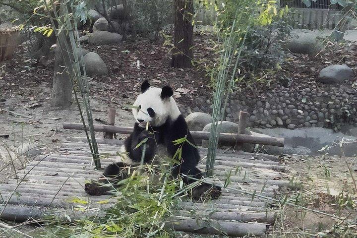 Excursión privada de un día a Chengdu City Overivew
