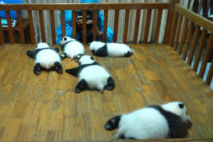 Excursion privée d'une demi-journée à Chengdu Panda