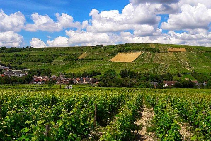 Private Sancerre vineyards & cellars tour from Paris + Sommelier