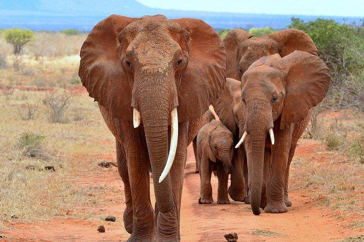 ジープで行くアンボセリ、ナクル湖、マサイマラのキャンプサファリ6日間