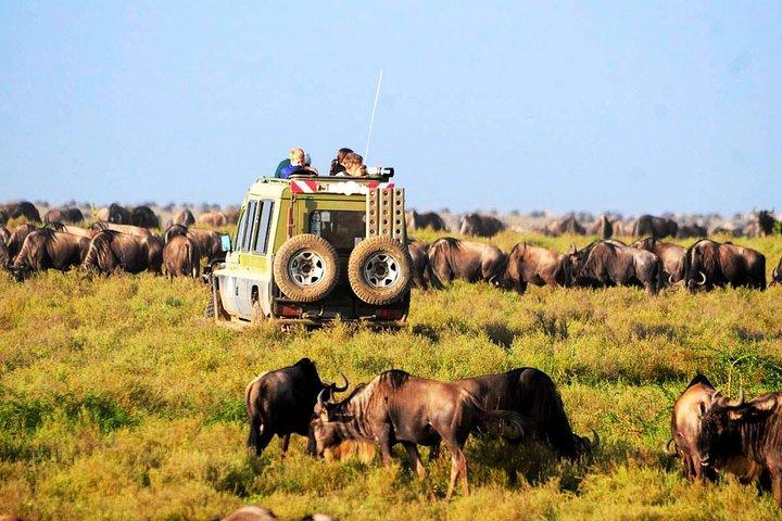 Safari con acampada en Tanzania 6 días: Lago Manyara, Serengeti, cráter de Ngorongoro y Parque Nacional Tarangire desde Arusha