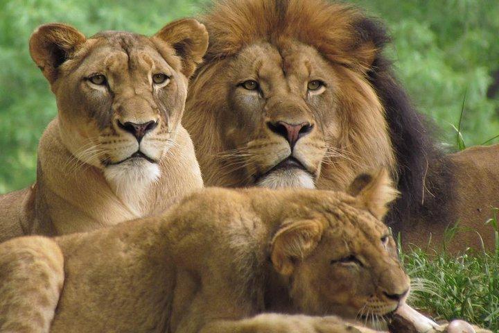 3-Days Masai Mara Group Joining Safari - Daily Departures