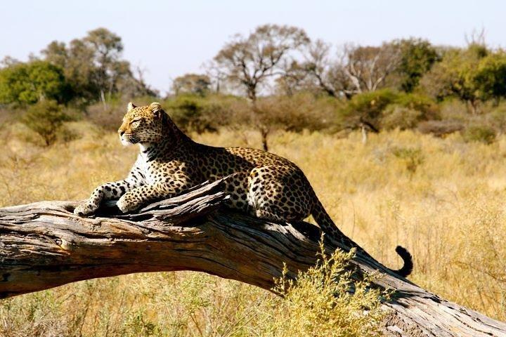 3 Days Samburu Wildlife Luxury Safari on 4x4 Land Cruiser Jeep