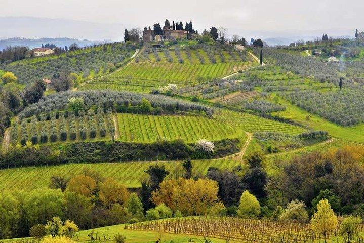 Taste of Tuscany: Pisa, Siena e Chianti