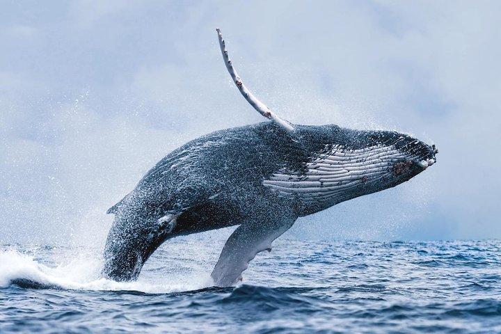 Walbeobachtungstour mit professionellem Guide ab Reykjavik