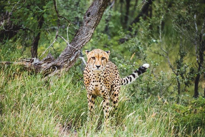 Reserva Natural de Dia Inteiro de Pilanesberg e Sun City Tour de Joanesburgo