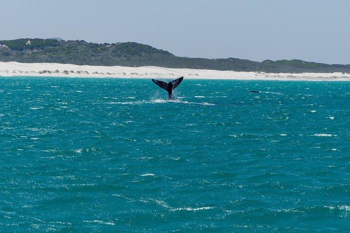 Hvalsafari fra Cape Town