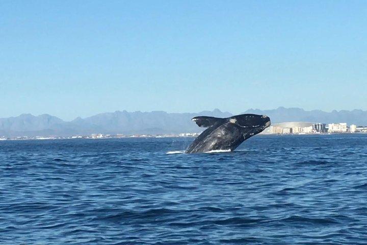 Hvalsafari fra Cape Town