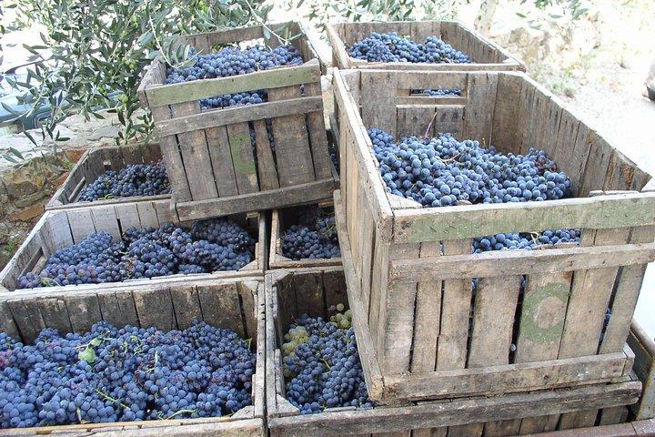 Excursion d'une journée à Montalcino et Montepulciano de Florence