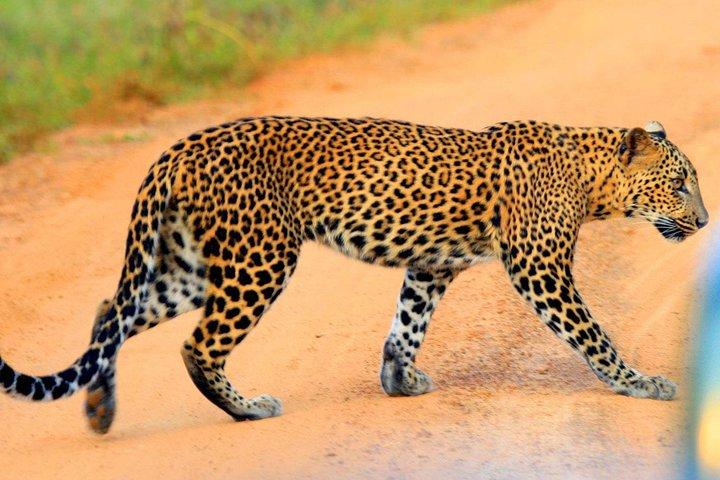 Yala Safari Private Day Trip dalle aree di Bentota e Kalutara