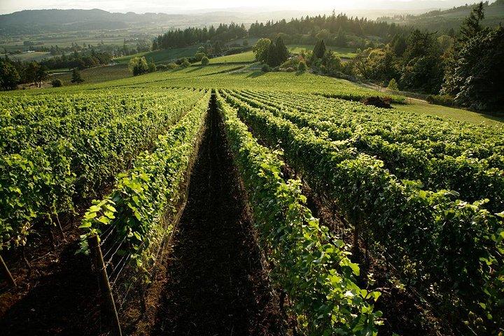 Tours por los viñedos de Chianti en un lujoso monovolumen privado desde Florencia
