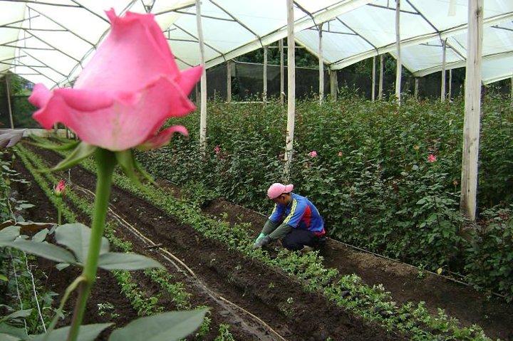 Rose Plantation, Equator Line und Otavalo Market Private Tour