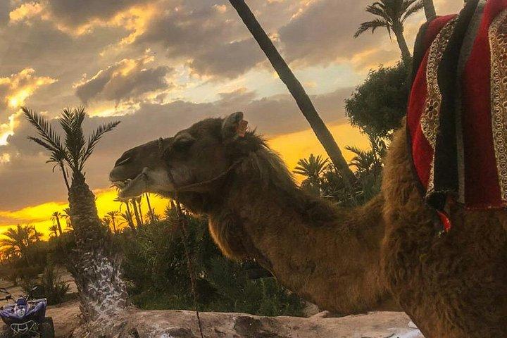 Sunset Camel Ride en el Palm Grove de Marrakech
