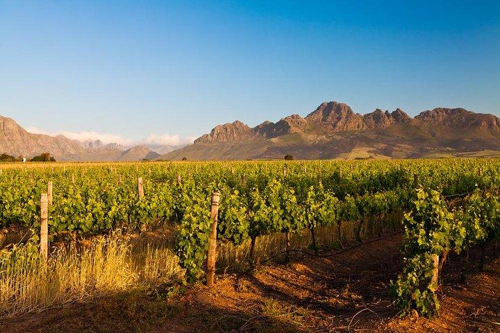 Stellenbosch Wine Tour demi-journée au départ du Cap