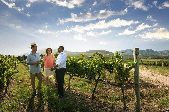 Stellenbosch Wine Tour demi-journée au départ du Cap