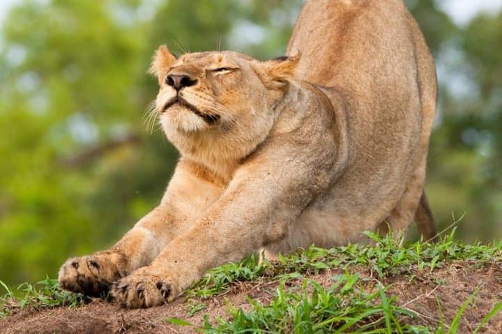 Big Five Afternoon Game Safari in Kruger National Park from Hazyview