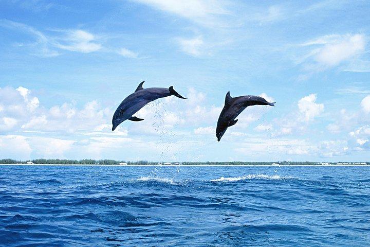 Fulldags simning med delfiner och Casela Nature Park Tour i Mauritius