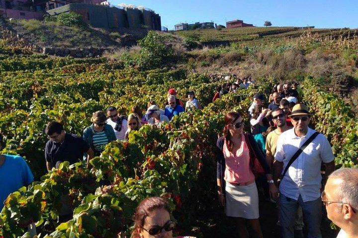 Visite gastronomique de Tenerife avec deux visites de caves et 4 - déjeuner de cours