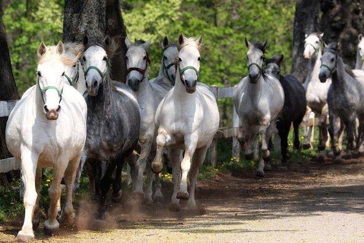 Lipica Stud Farm & Skocjan Caves from Trieste