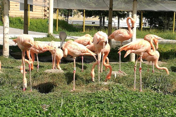 Visite privée d'une journée au zoo de la forêt de Harif Beifang et dîner de fruits de mer en option