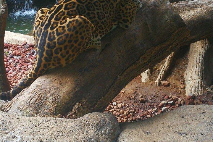La Paz Waterfall Gardens and Wildlife Refuge Tour fra San Jose