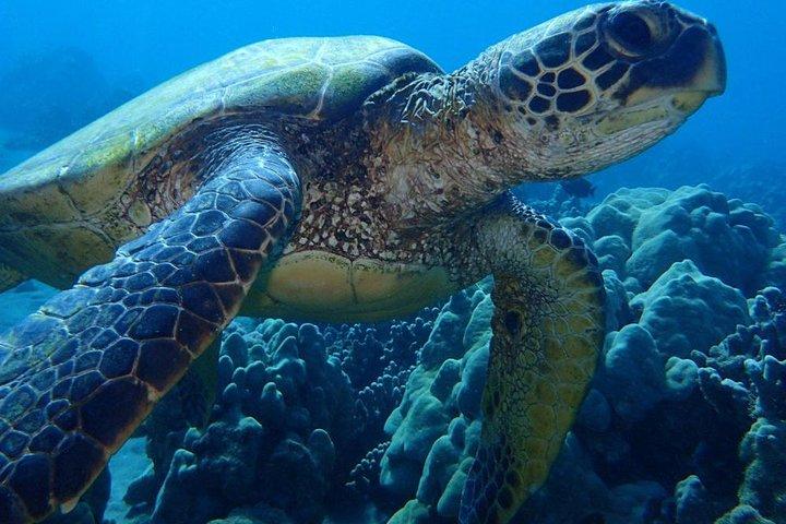Caraibi Costa Rica: tour di 5 giorni con il Parco Nazionale del Tortuguero e Puerto Viejo