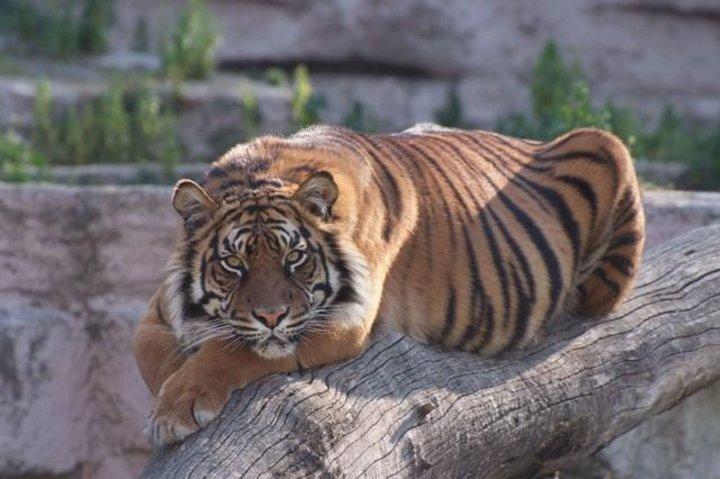 Entrébillet til Barcelona Zoo