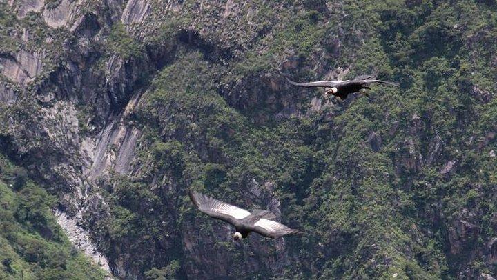 Apurimac Canyon with Condor Viewing from Cusco