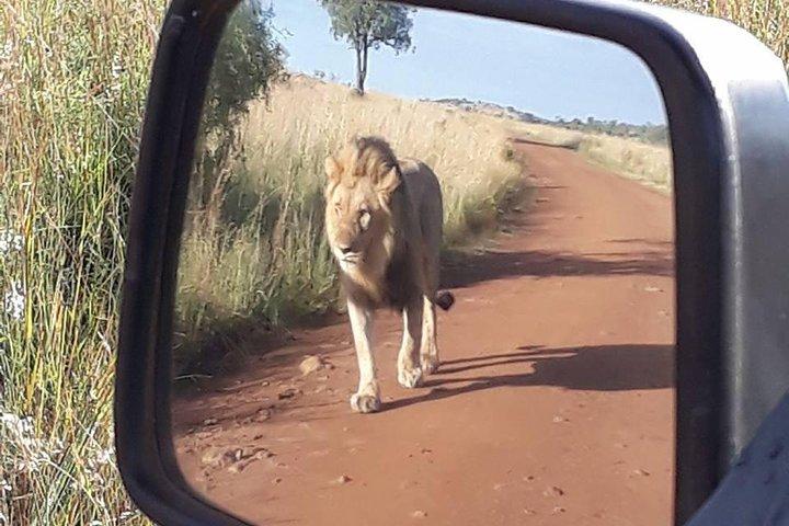 2 giorni di Pilanesberg migliore possibilità di vedere "Big 5" con safari privato esteso