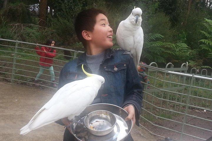 Excursion privée personnalisée d'une journée à Melbourne dans toutes les régions environnantes pour un maximum de 11 personnes