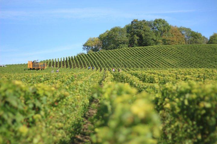 Excursion d'une journée privée dans la vallée de Yarra selon vos choix