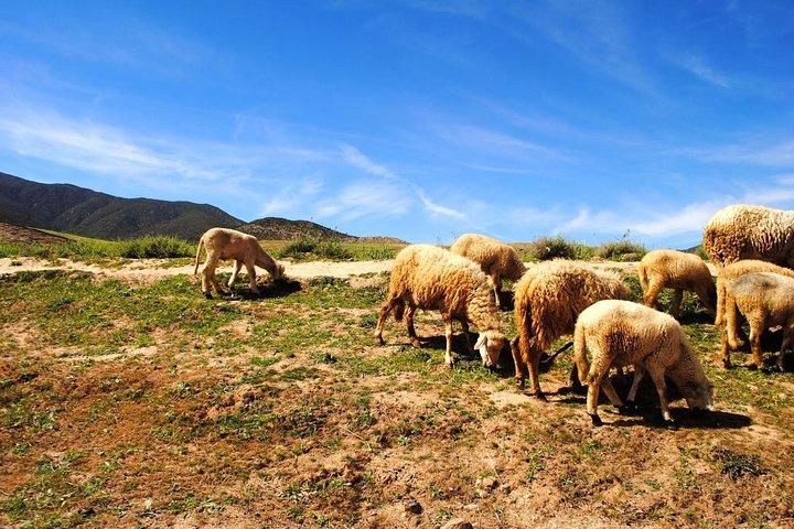 Valleys & Berber villages Atlas Mountains-sightseeing Day Trip With Camel Riding