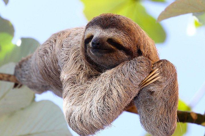 カウイタ公園とプロスペクト・プランテーション。 リモンからの海岸エクスカーション