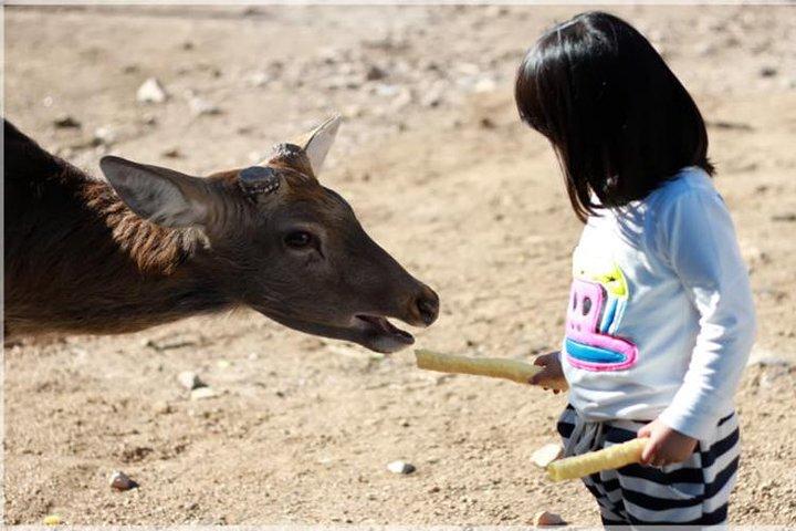 Beijing Badaling Wildlife Park & Juyongguan Great Wall Private Tour