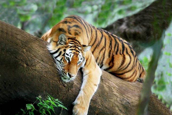 3 - Dag Chitwan Jungle Safari vanuit Kathmandu – All-inclusive Tour
