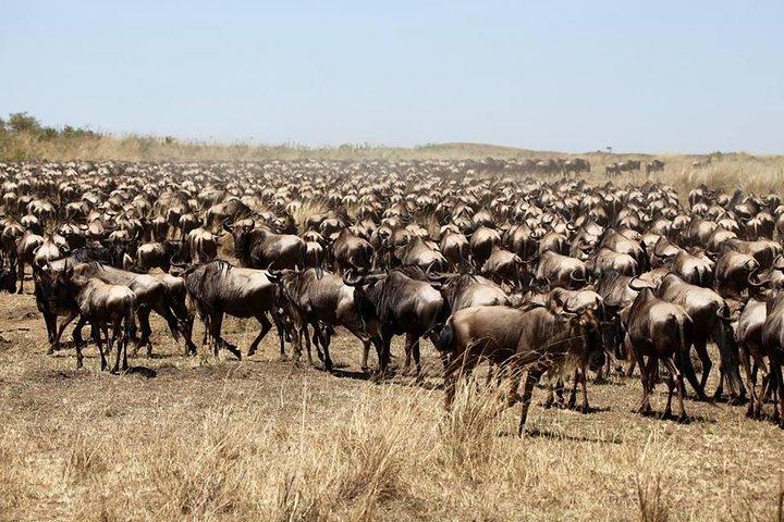 Masai Mara Luxury Safari 3 jours