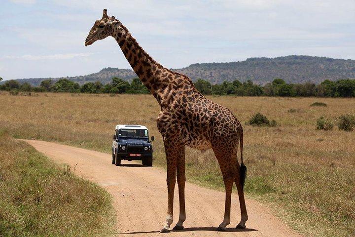 Sweetwaters de 3 jours: Safari Ol Pejeta Conservancy de Nairobi