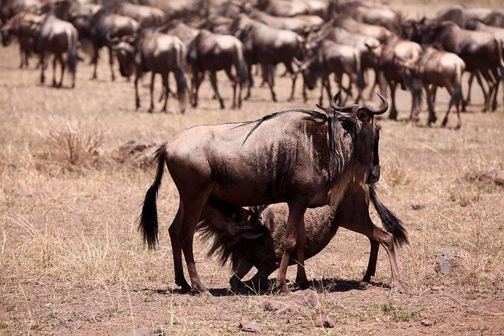 Superbe safari de 8 jours au Kenya