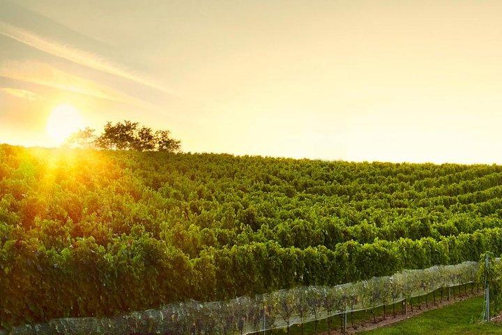 Great Wine Tour i små carpathian Hills