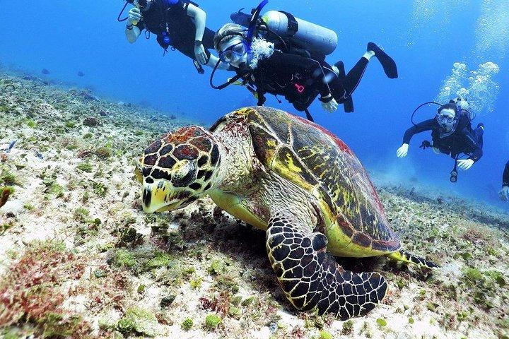 Discover Scuba Diving Course in Playa del Carmen with Two Coral Reef Dives