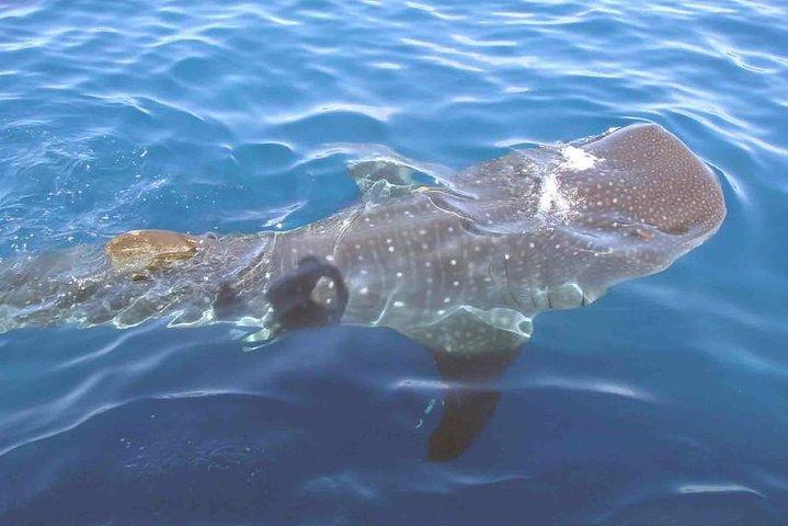 Groepsavontuur met walvishaaien vanuit Isla Holbox