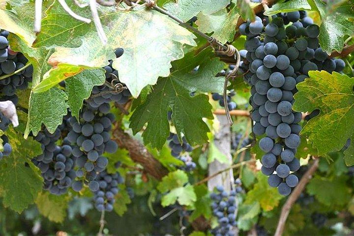 Excursion to Cafayate & Wine Country from Salta