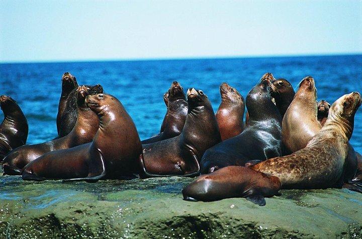 Udflugt til Punta Loma, en Sea Lion Colony fra Puerto Madryn