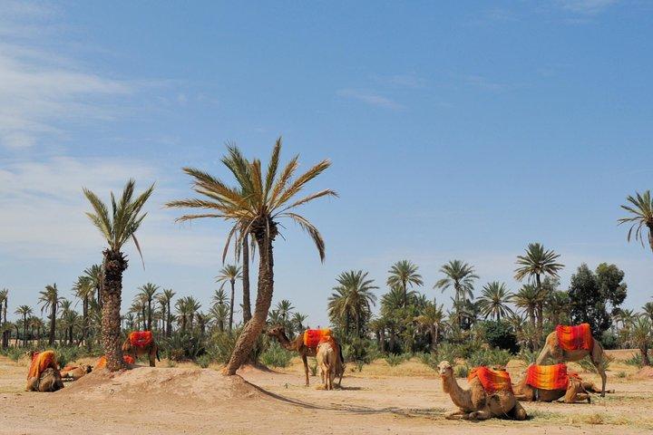 Camel Ride Near To Marrakech
