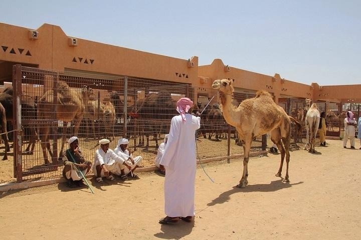 Visite privée: journée complète Al Ain City Tour de Dubaï