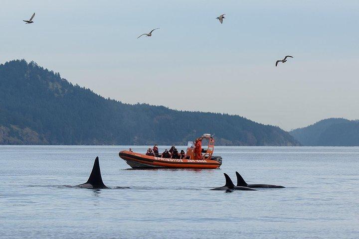 Victoria Whale Watching Tour di Zodiac