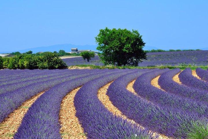 Tour per piccoli gruppi di lavanda a Valensole da Marsiglia