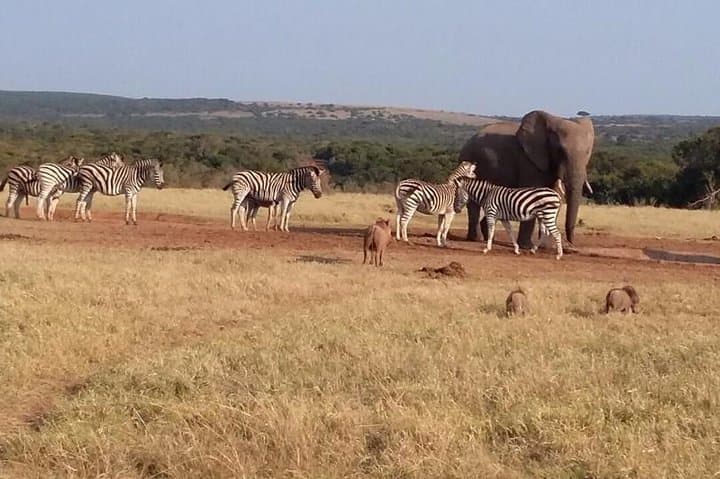 5 Day Cape to Addo Safari - Garden Route Small Group Tour