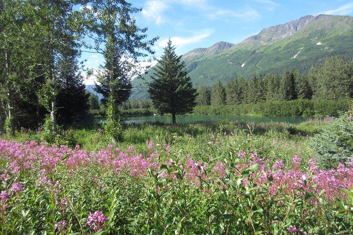Superbe Tour Turnagain Arm: "Une destination incontournable"